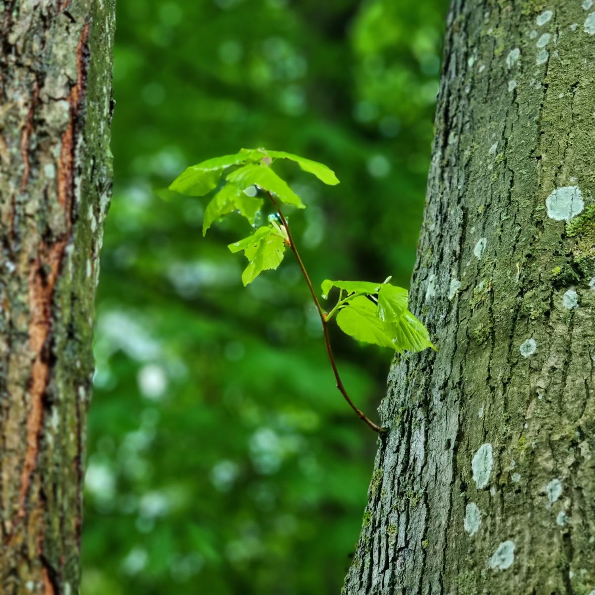 Climate-friendly fuel